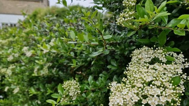 Распустилась Пираканта, Огненный Шип. Зелёный забор. Цветы. #садоводство #растеневодство #огород смотреть онлайн