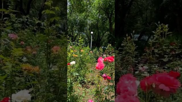 Вот таким хочется видеть мир от 1 лица ❤️❤️❤️ смотреть онлайн