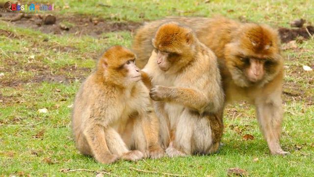 Animals that live on land and in water - cows, fish, cats, monkeys, tigers, elephants, leopards смотреть онлайн