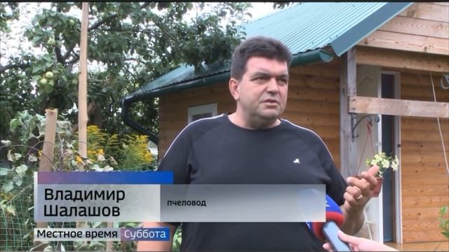 Сон на пчелах ? (пасека в 2023)