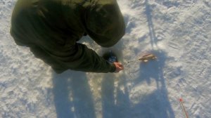 ЗИМНЯЯ РЫБАЛКА НА КАРАСЯ В ПОДМОСКОВЬЕ.