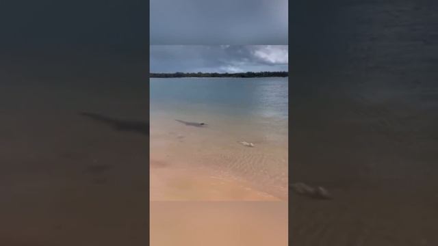 Опять акулы на берегу моря😱Опасный пляж #сочи #лазаревское #головинка #черноеморе #анапа #акула смотреть онлайн