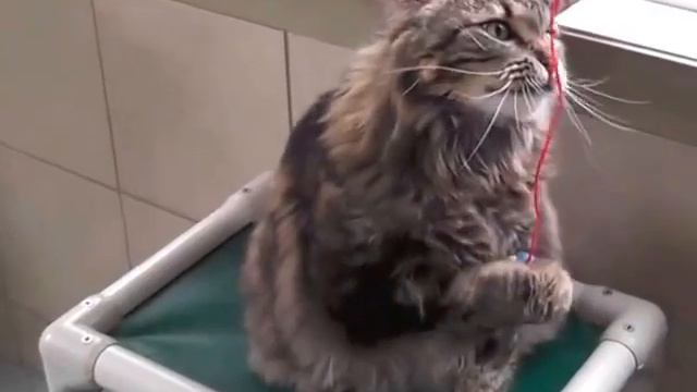 Georgina Adopt from the Cochrane & Area Humane Society смотреть онлайн