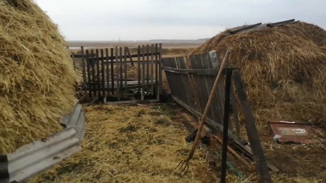 Бесплатный корм для животных! Возим солому на лошади! Быки на глубокой подстилке! Коровы!