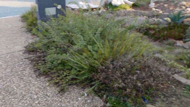 Cactus & Succulent Garden Tour Update August 2021 // Growing Succulents with LizK смотреть онлайн