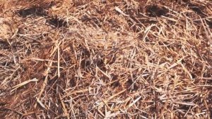 Картофель под соломой! Залог богатого урожая