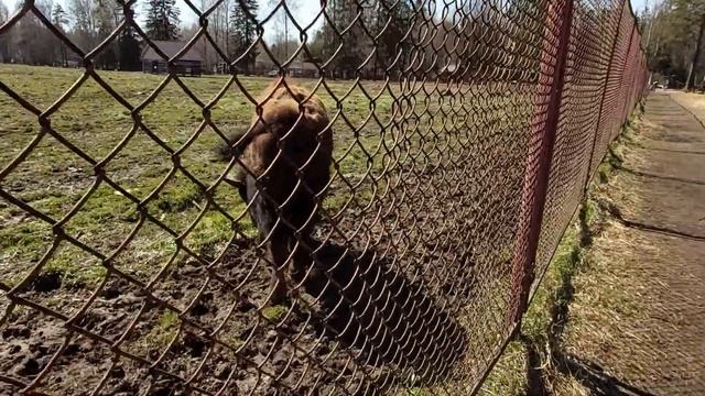 Зубровник в Токсово смотреть онлайн