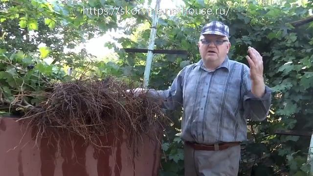Саженцы винограда 2018. Саженцы направляются на ваши участки смотреть онлайн