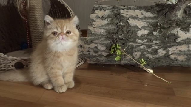 Рыжий экзотический короткошерстный котенок смотреть онлайн