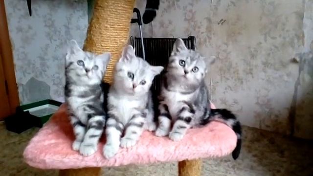 Супер котята для вас - чистокровные мраморные британцы смотреть онлайн