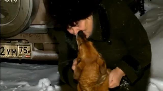 Собачья верность смотреть онлайн