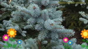 Ель голубая Глаука Маджестик Блю. Краткий обзор, описание picea pungens Glauca Majestic Blue