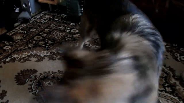 Джек и Ника)) смотреть онлайн