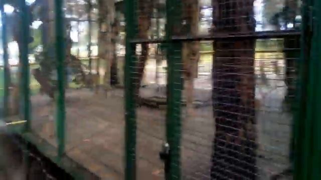 Белочки в парке . смотреть онлайн