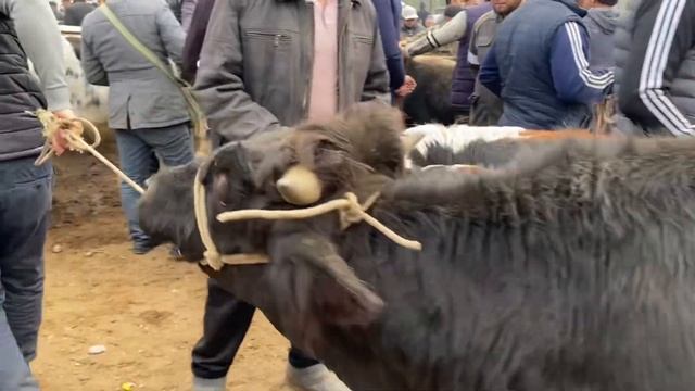 YOZYOVON BOZORI. KATTA VA KICHIK BUQALAR NARHLARI. ZO'R BULDI . 08,11,2023 смотреть онлайн