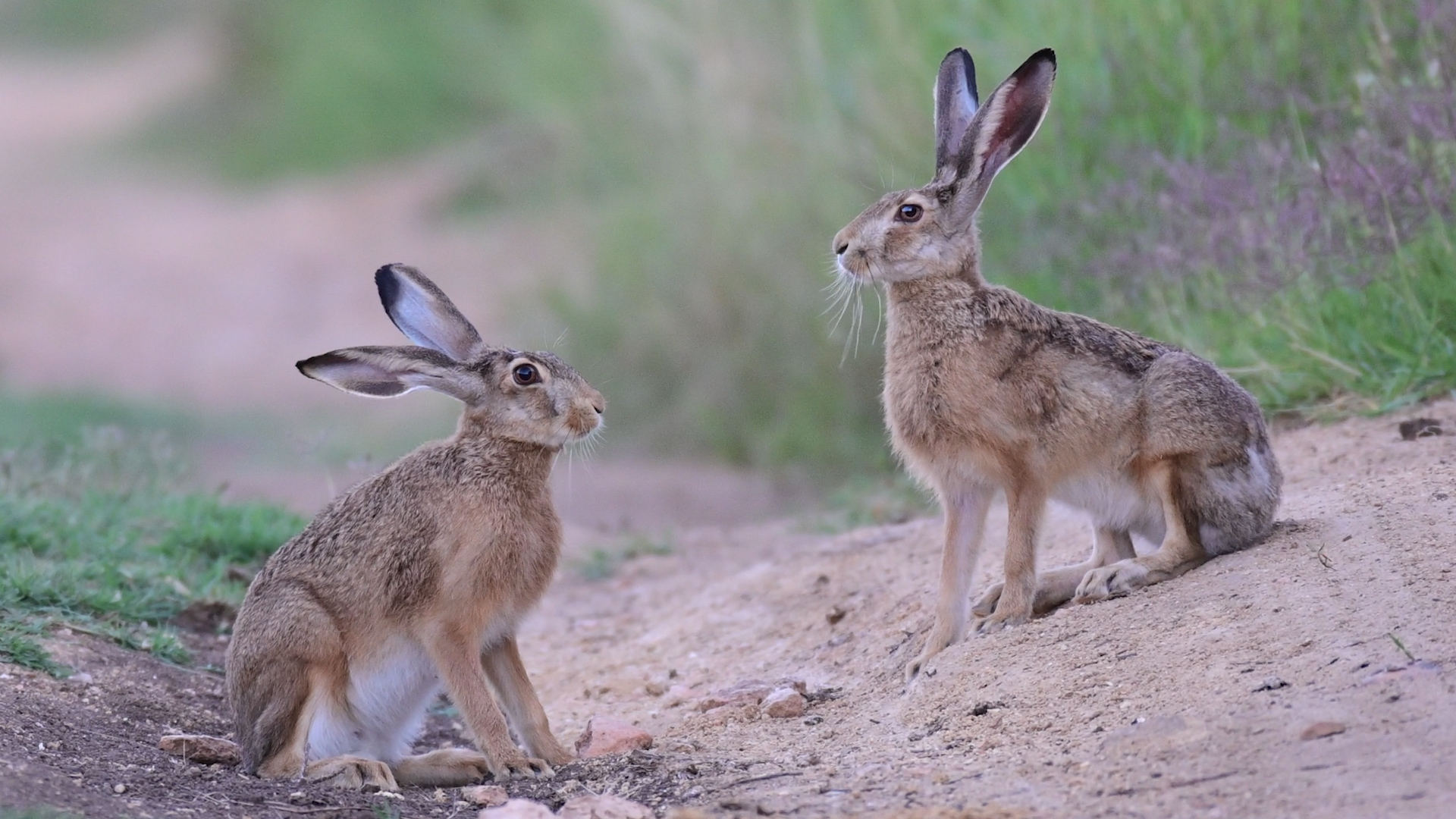 Зайчишки резвятся на просёлочной дороге. смотреть онлайн