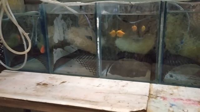 Разведение тернеций ГЛО! Какую воду им готовим? смотреть онлайн