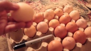 Как посадить наседку (квочку) на яйца. Пошагово. Вывод цыплят под квочкой.