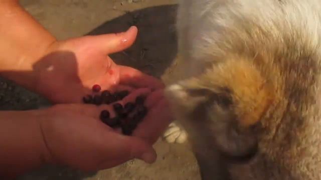 Алабай-вегетарианец/Alabai is a vegetarian смотреть онлайн