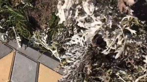 Цинерария перезимовала, обрежем и укореним.