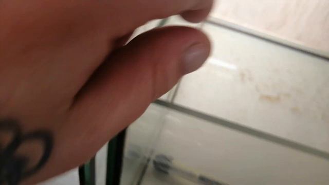 #Аквариум#Тернеция Гло малёк# Переливаю мальков в более большой аквариум# смотреть онлайн