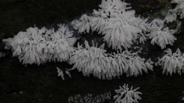 Ceratiomyxa fruticulosa смотреть онлайн