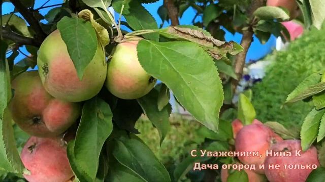 НАШЛА ЛУЧШЕЕ РЕШЕНИЕ ДЛЯ ПОДВЯЗКИ РАСТЕНИЙ В САДУ И ОГОРОДЕ- ПРОВОЛОКА ФОМИЧ смотреть онлайн