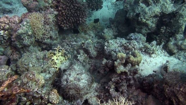 Огромные скаты, ядовитые рыбы и добрые дельфины. смотреть онлайн