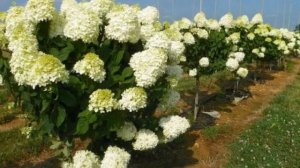 Гортензия Полярный Медведь — описание и уход за растением