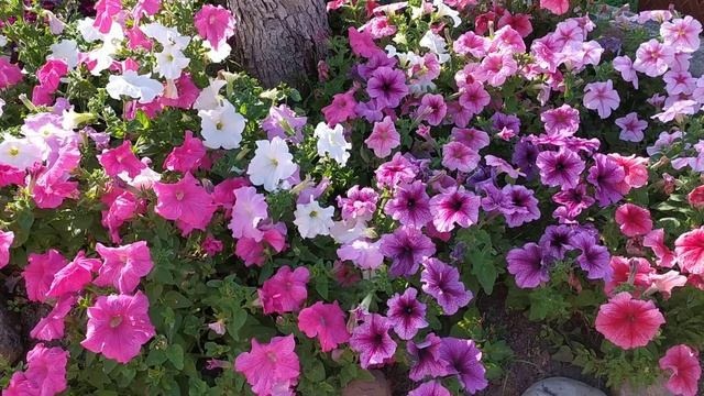 Цветы, цветник, лето 2021 смотреть онлайн