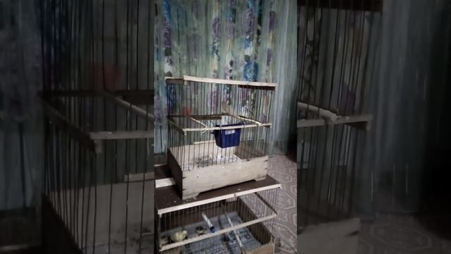 кенар овсяночное напев молодой рождения 2021 начинающей смотреть онлайн