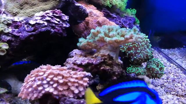 Rif Aquarium ( 22 maanden draaiend) смотреть онлайн