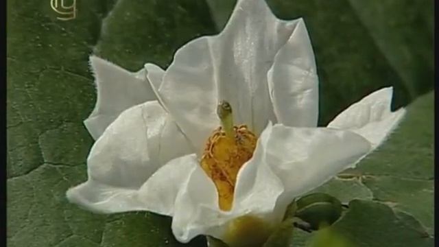 Отдел покрытосеменные. Семейство пасленовых. Признаки семейства смотреть онлайн