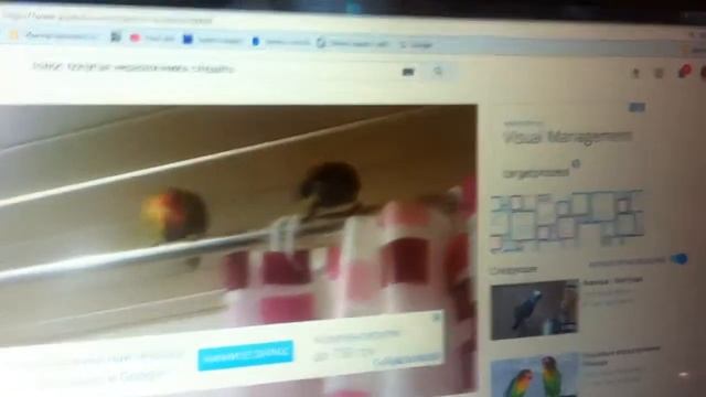 Попугай Неразлучник Мой Чако Книгоман смотреть онлайн