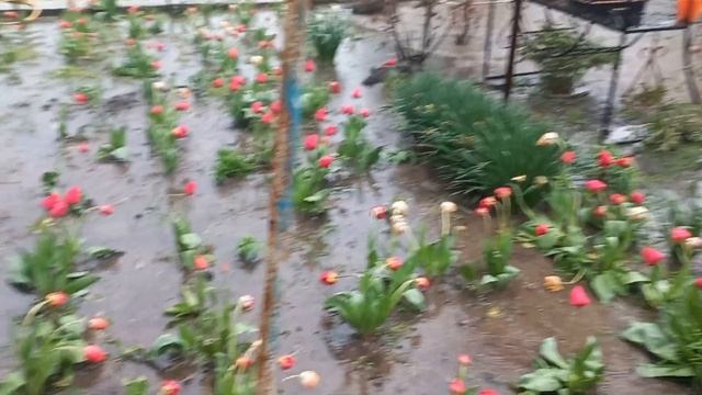 Поливает как с ведра!!!Посевная отменяется!!!