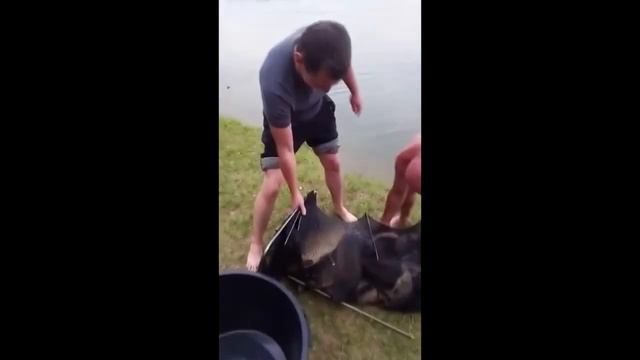 улов карпа 21.07 беседка Бунгало №4