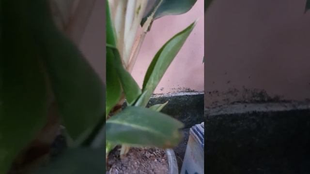 CANTIK..AGLONEMA GREEN#AGLONEMA смотреть онлайн