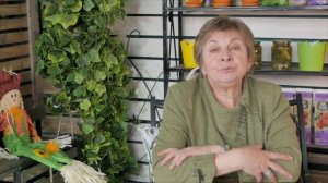 Целозия ✅ Самый неприхотливый цветок