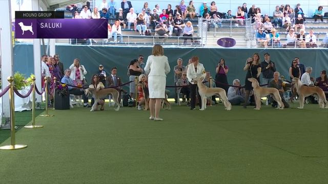 Salukis | Breed Judging 2023