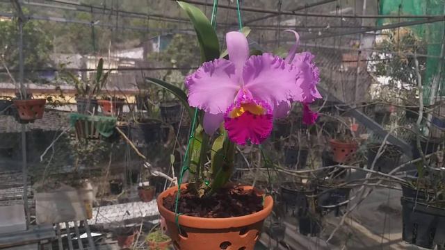 Blc. Pamela Finney. смотреть онлайн
