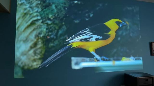 Optoma HZ40 смотреть онлайн