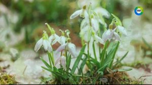 Заставка «Цветы» 2 (весна 2020, Мир HD)