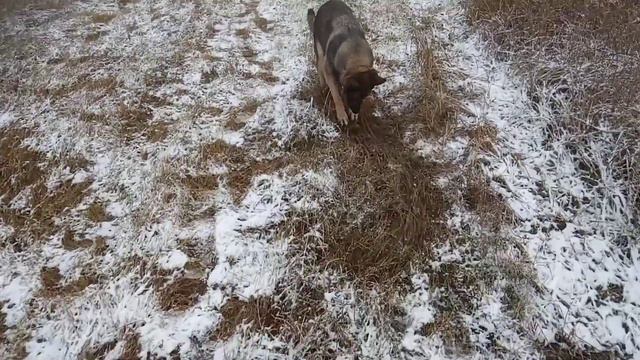 21 октября 2022 год Первый снег и немного заморозки 0 градус погода "корткеросскийрайон смотреть онлайн