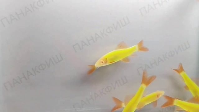 Лабео радужный альбинос салатовый ГЛО (Labeo frenatus) смотреть онлайн