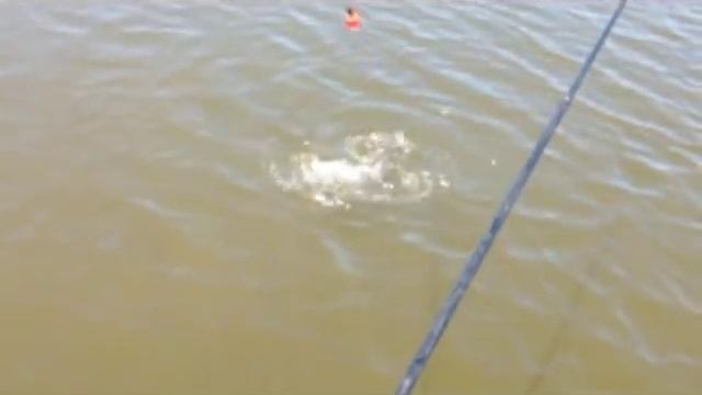 Толстолоб 5 кг , Динская, Краснодар смотреть онлайн