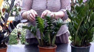 Замиокулькас.