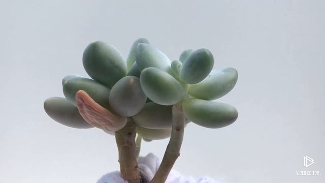 Pachyphytum Sky смотреть онлайн