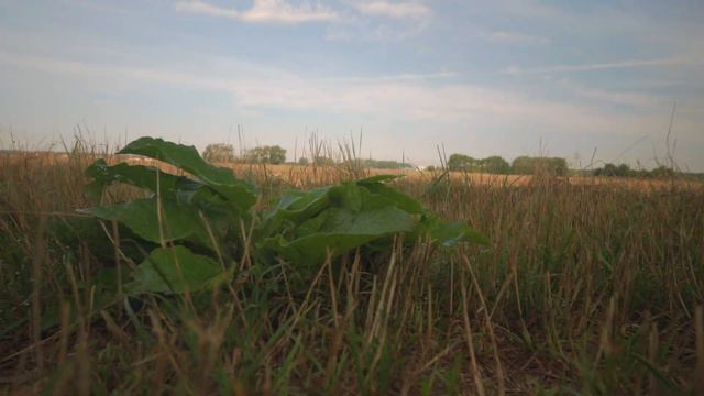 Neues Kamerasetup zum Filmen und Vloggen II? - Versuch II - Videowalk - Fotowalk - Makrofotografie смотреть онлайн