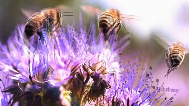 Dan Balan and Vera Brezhneva - Our Summer смотреть онлайн