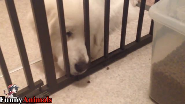 Funny And Cute Mountain Dog Videos Compilation - Funny Dogs Video смотреть онлайн